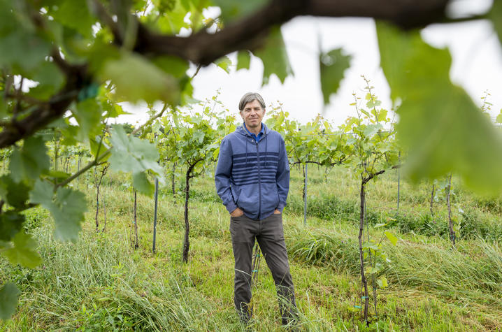   This is a photo of Jeff Wheeler, enology extension professor at Martin-Gatton CAFE, stands between the trellises at UK’s South Farm. Photo by Sabrina Hounshell.