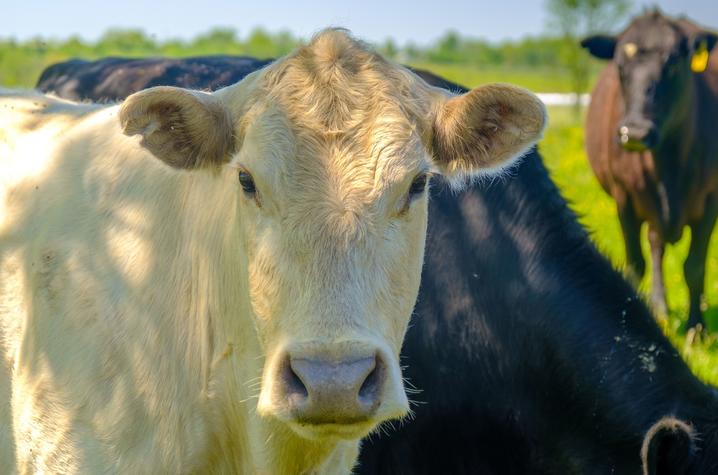 This is a photo of the UK Research and Education Center at Princeton has risen to the state’s premier cattle research station. Photo by Matt Barton.