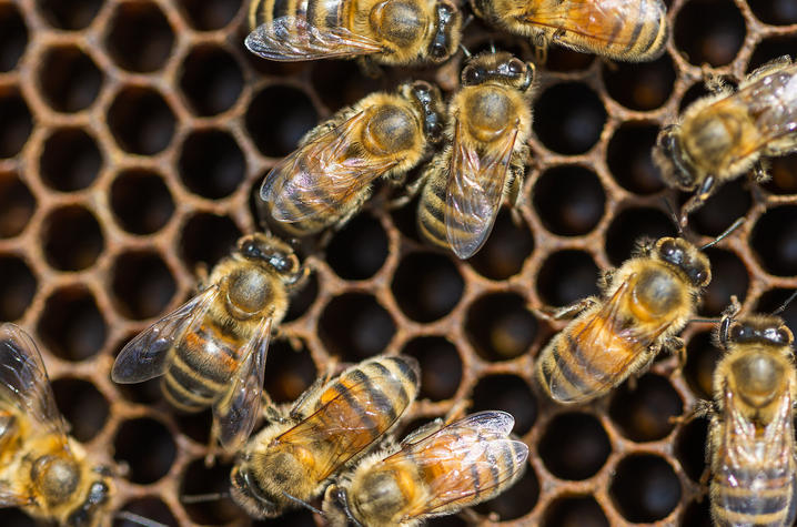 Bees in a honeycomb.