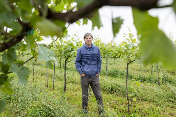   This is a photo of Jeff Wheeler, enology extension professor at Martin-Gatton CAFE, stands between the trellises at UK’s South Farm. Photo by Sabrina Hounshell.
