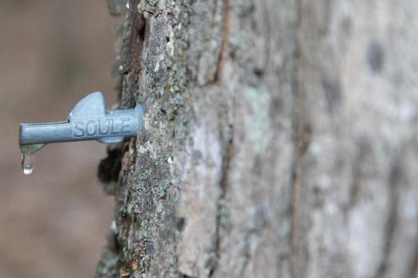 This is a photo showing maple syrup production. Photo by Steve Patton.