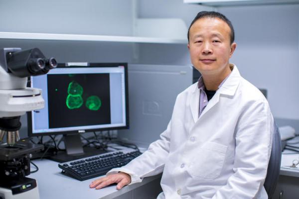 A picture of Markey researcher Ren Xu, Ph.D. Ben Corwin.