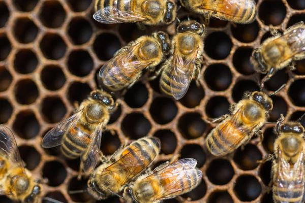 Bees in a honeycomb.