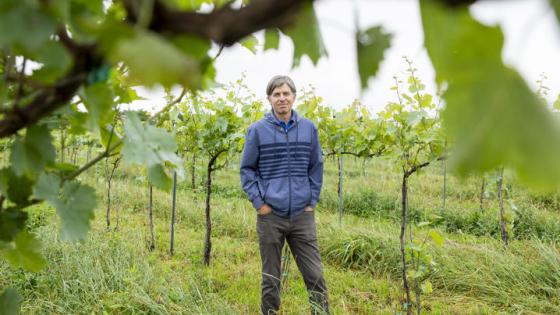   This is a photo of Jeff Wheeler, enology extension professor at Martin-Gatton CAFE, stands between the trellises at UK’s South Farm. Photo by Sabrina Hounshell.