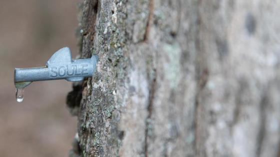 This is a photo showing maple syrup production. Photo by Steve Patton.