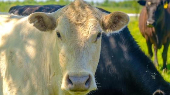 This is a photo of the UK Research and Education Center at Princeton has risen to the state’s premier cattle research station. Photo by Matt Barton.