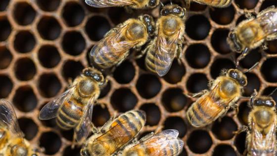 Bees in a honeycomb.