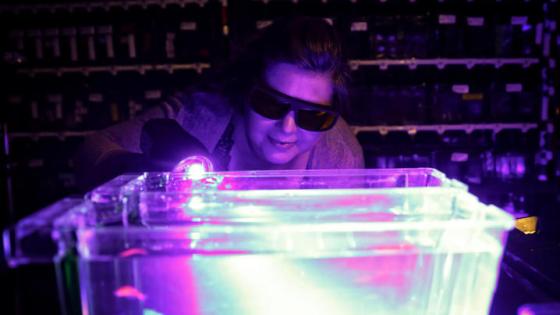 Jessica Blackburn’s research uses zebrafish, which offer important insights into cancer biology.